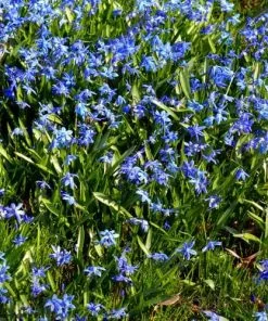 Future Forests Bulbs Scilla Siberica