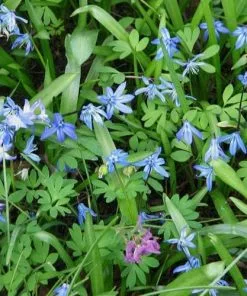 Future Forests Bulbs Scilla Siberica