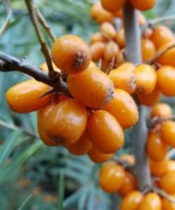 Future Forests Hippophae Rhamnoides Hergo - Sea Buckthorn (female)