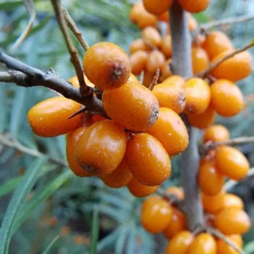 Future Forests Hippophae Rhamnoides Hergo - Sea Buckthorn (female) 3 Future Forests Hippophae Rhamnoides Hergo - Sea Buckthorn (female)