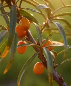 Future Forests Hippophae Rhamnoides Hergo - Sea Buckthorn (female)
