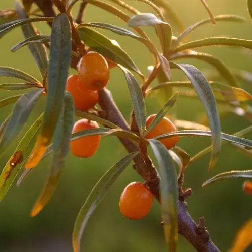 Future Forests Hippophae Rhamnoides Hergo - Sea Buckthorn (female) 4 Future Forests Hippophae Rhamnoides Hergo - Sea Buckthorn (female)