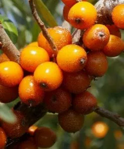 Future Forests Hippophae Rhamnoides Hergo - Sea Buckthorn (female) 8 Future Forests Hippophae Rhamnoides Hergo - Sea Buckthorn (female)