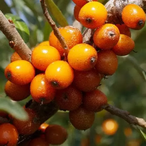 Future Forests Hippophae Rhamnoides Hergo - Sea Buckthorn (female) 5 Future Forests Hippophae Rhamnoides Hergo - Sea Buckthorn (female)