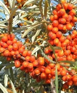 Future Forests Hippophae Rhamnoides Hergo - Sea Buckthorn (female) 9 Future Forests Hippophae Rhamnoides Hergo - Sea Buckthorn (female)