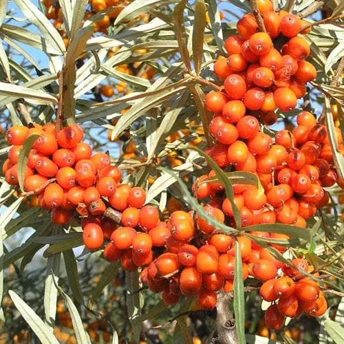 Future Forests Hippophae Rhamnoides Hergo - Sea Buckthorn (female) 6 Future Forests Hippophae Rhamnoides Hergo - Sea Buckthorn (female)