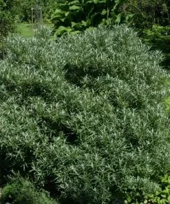 Future Forests Hippophae Rhamnoides Hikul - Sea Buckthorn (male)