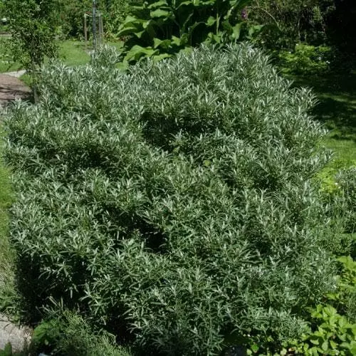 Future Forests Hippophae Rhamnoides Hikul - Sea Buckthorn (male) 4 Future Forests Hippophae Rhamnoides Hikul - Sea Buckthorn (male)