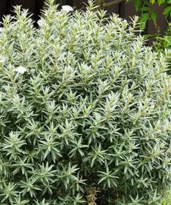 Future Forests Hippophae Rhamnoides Hikul - Sea Buckthorn (male)