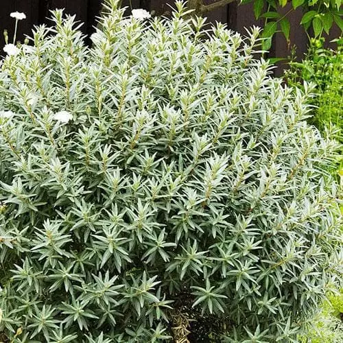 Future Forests Hippophae Rhamnoides Hikul - Sea Buckthorn (male) 3 Future Forests Hippophae Rhamnoides Hikul - Sea Buckthorn (male)