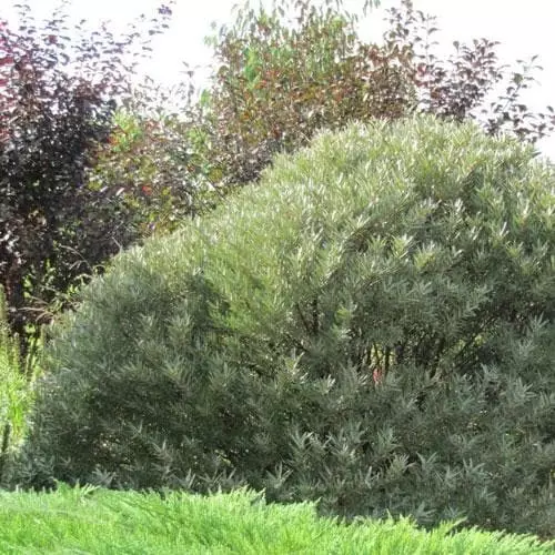 Future Forests Hippophae Rhamnoides Hikul - Sea Buckthorn (male) 5 Future Forests Hippophae Rhamnoides Hikul - Sea Buckthorn (male)
