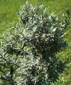 Future Forests Hippophae Rhamnoides Hikul - Sea Buckthorn (male) 9 Future Forests Hippophae Rhamnoides Hikul - Sea Buckthorn (male)