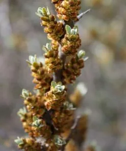 Future Forests Hippophae Rhamnoides Pollmix - Sea Buckthorn (male) Fruit