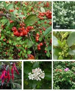 Future Forests Seaside Hedge Mix