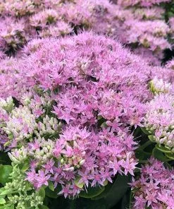 Future Forests Sedum Spectabile Brilliant