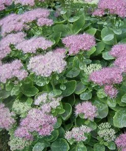 Future Forests Sedum Spectabile Brilliant