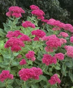 Future Forests Sedum Spectabile Brilliant