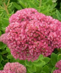 Future Forests Sedum Spectabile Brilliant