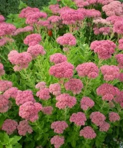 Future Forests Sedum Spectabile Brilliant