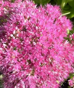 Future Forests Sedum Spectabile Brilliant