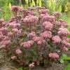 Future Forests Sedum Matrona More 2 Future Forests Sedum Matrona More