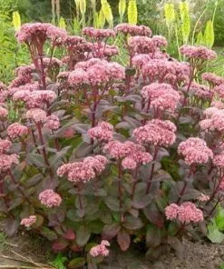 Future Forests Sedum Matrona More