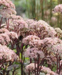 Future Forests Sedum Matrona More 9 Future Forests Sedum Matrona More