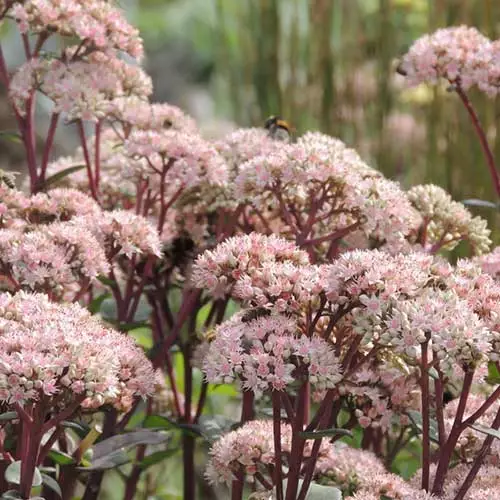 Future Forests Sedum Matrona More 4 Future Forests Sedum Matrona More
