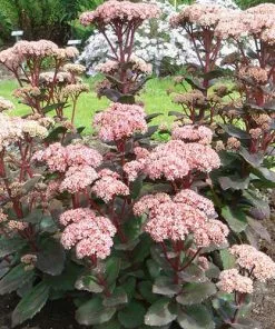 Future Forests Sedum Matrona More 10 Future Forests Sedum Matrona More