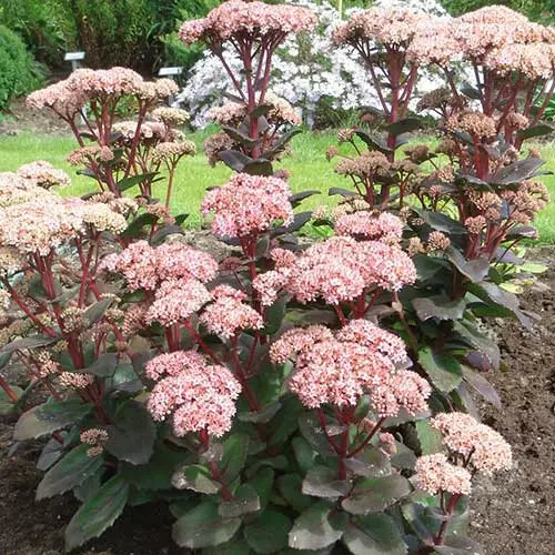 Future Forests Sedum Matrona More 5 Future Forests Sedum Matrona More