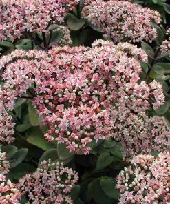 Future Forests Sedum Matrona More 11 Future Forests Sedum Matrona More