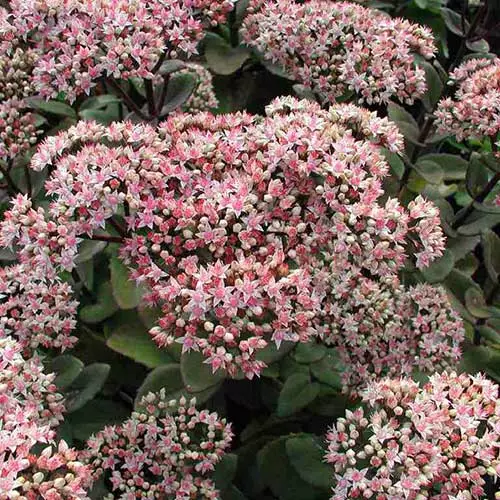 Future Forests Sedum Matrona More 6 Future Forests Sedum Matrona More