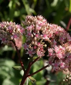 Future Forests Sedum Matrona More 12 Future Forests Sedum Matrona More
