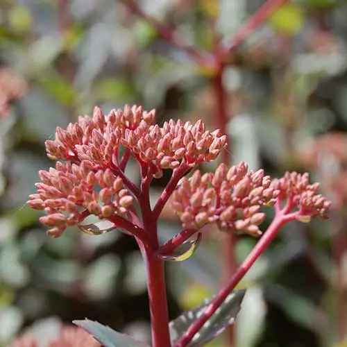 Future Forests Sedum Matrona More 8 Future Forests Sedum Matrona More
