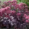 Future Forests Sedum Purple Emperor More