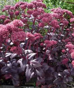 Future Forests Sedum Purple Emperor More