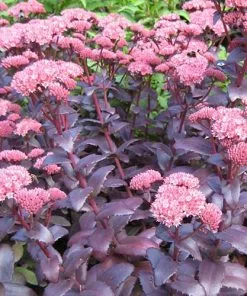 Future Forests Sedum Purple Emperor More 9 Future Forests Sedum Purple Emperor More