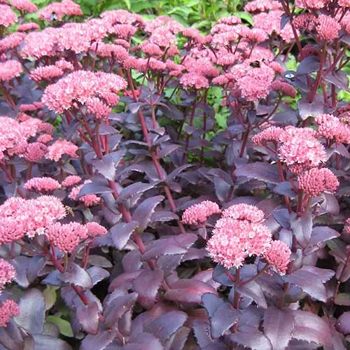Future Forests Sedum Purple Emperor More 4 Future Forests Sedum Purple Emperor More