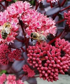 Future Forests Sedum Purple Emperor More 10 Future Forests Sedum Purple Emperor More