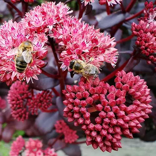 Future Forests Sedum Purple Emperor More 5 Future Forests Sedum Purple Emperor More