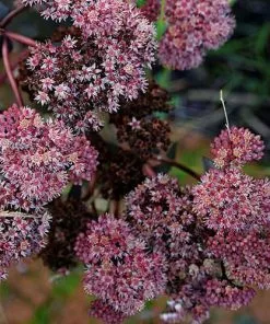Future Forests Sedum Purple Emperor More 11 Future Forests Sedum Purple Emperor More