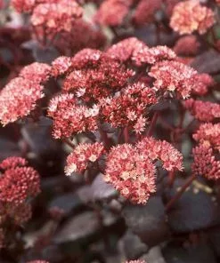 Future Forests Sedum Purple Emperor More 12 Future Forests Sedum Purple Emperor More