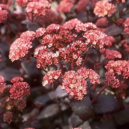 Future Forests Sedum Purple Emperor More 7 Future Forests Sedum Purple Emperor More