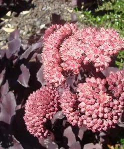 Future Forests Sedum Purple Emperor More 13 Future Forests Sedum Purple Emperor More