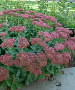 Future Forests Sedum Autumn Joy (Herbstfreude) More
