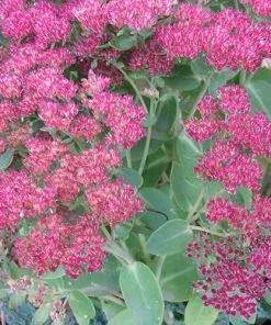 Future Forests Sedum Autumn Joy (Herbstfreude) More