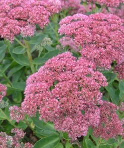 Future Forests Sedum Autumn Joy (Herbstfreude) More