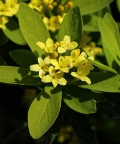 Future Forests Daphne Gemmata Shrubs