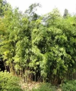 Future Forests Semiarundinaria Fastuosa F. 'Viridis'