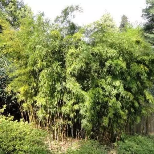 Future Forests Semiarundinaria Fastuosa F. 'Viridis' 3 Future Forests Semiarundinaria Fastuosa F. 'Viridis'